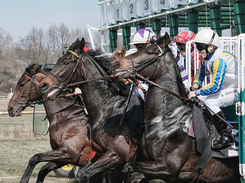 Ставки на спорт: забег лошадей от Onebett